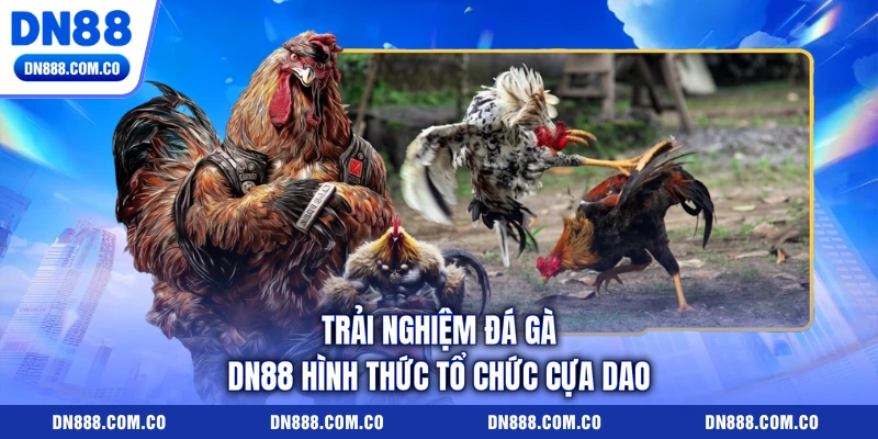 Trải nghiệm đá gà DN88 hình thức tổ chức cựa dao